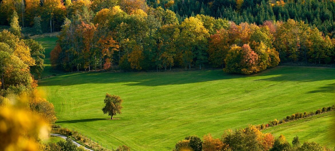 field, trees, fall, autumn, mood, autumn color, fall color, meadow, hill, mountain, landscape, forest, nature, fall, fall, autumn, autumn, autumn, hill, mountain, mountain, forest, forest, forest, forest, forest