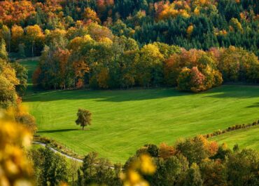 field, trees, fall, autumn, mood, autumn color, fall color, meadow, hill, mountain, landscape, forest, nature, fall, fall, autumn, autumn, autumn, hill, mountain, mountain, forest, forest, forest, forest, forest