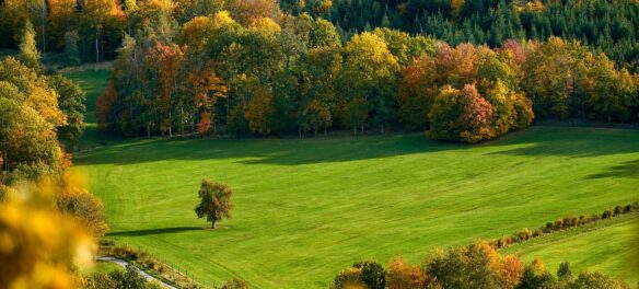 field, trees, fall, autumn, mood, autumn color, fall color, meadow, hill, mountain, landscape, forest, nature, fall, fall, autumn, autumn, autumn, hill, mountain, mountain, forest, forest, forest, forest, forest