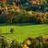 field, trees, fall, autumn, mood, autumn color, fall color, meadow, hill, mountain, landscape, forest, nature, fall, fall, autumn, autumn, autumn, hill, mountain, mountain, forest, forest, forest, forest, forest